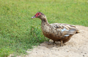 Female Mallard Duck. Closeup of drake, standing 