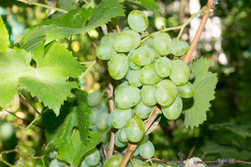 Vineyards at sunset in autumn harvest. Ripe grapes in fall. Juicy, ripe bunch of grapes in the foliage. Grape harvest. Care, pruning, pests and diseases of grapes. Tips winemakers.