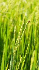 rice field