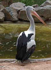 Australian Pelican in Adelaide South Australia