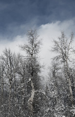 Winter forest with low clouds