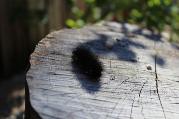 A little butterfly worm is sleeping on the stump. 