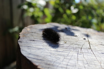 A little butterfly worm is sleeping on the stump. 