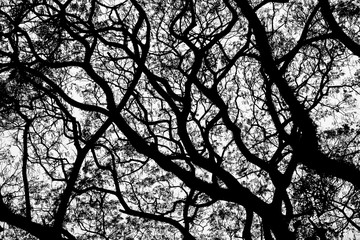 Silhouette of Trees with Leaves and Branches
