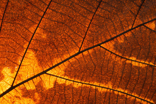  leaf in autumn show abstract texture background detail
