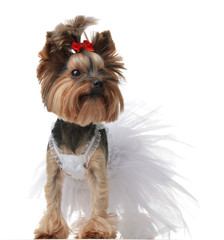 Yorkshire Terrier dog dressed up for wedding like bride standing