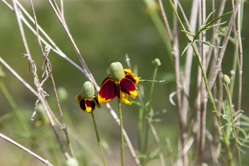 Texas wildflowers