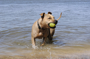 Blije hond speelt in zee met bal