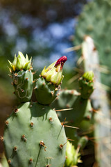 Prickly Pear cactus