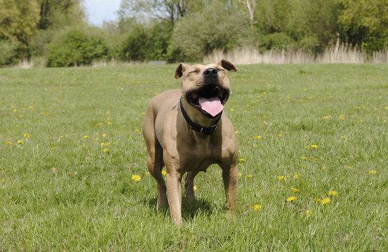 blije hond staat te hijgen in het gras