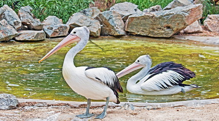 Australian Pelican Pair in Adelaide South Australia