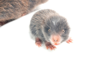 Mole, thailand, isolate on white background

