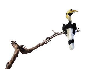 Fototapeta premium Great hornbill stand on the branch isolate on white background