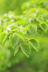 雨に濡れるヤマボウシの葉