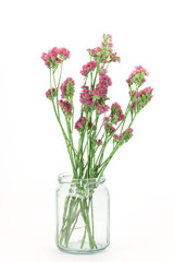 Beautiful Statice flowers isolated on white background