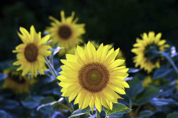 sunflower big four