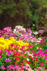 Obraz premium Flowers in the garden. /Landscaped flower garden with lots of colorful blooms. 
