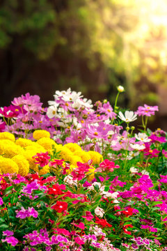 Flowers in the garden./ Landscaped flower garden with lots of colorful blooms with sun flare.