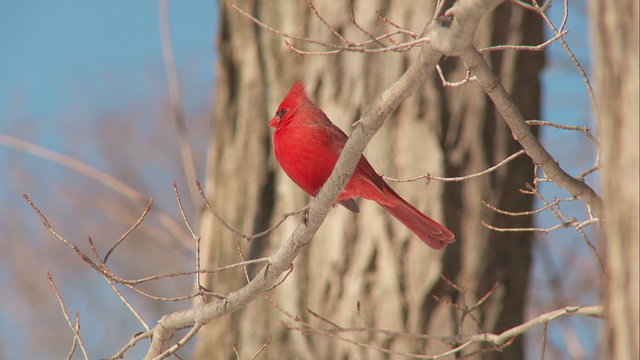 Northern Cardinal (Cardinalis cardinalis) - Male 1