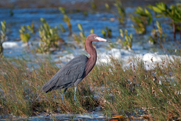 Reddish Egret walking in marshy shallow tidal waters of Isla Blanca Cancun Mexico