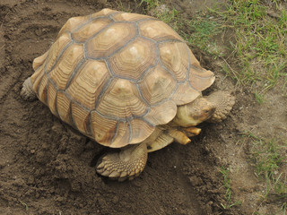Obraz premium Tortoise with yellow and brown shell