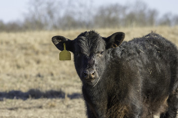 Black Angus calf in dormant field