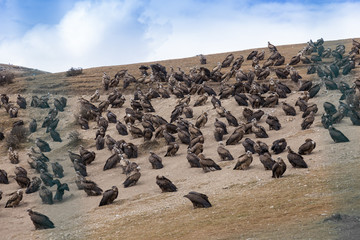 Vulture at Sky burial site in Larung Gar. a famous Lamasery in Seda, Sichuan, China