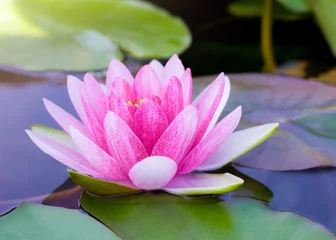 Photo sur Plexiglas fleur de lotus fleur de nénuphar