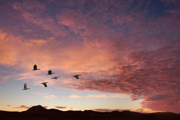 Clouds with birds on sunrise time