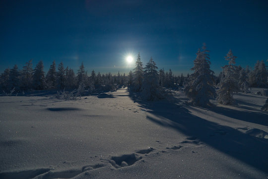 Winter night landscape with forest and trees and moon 