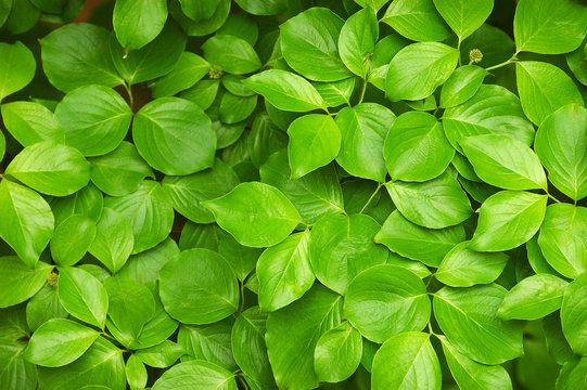Fototapeta green leaves background
