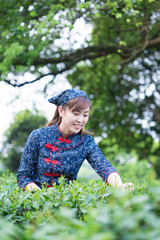 beautiful Asian girl working in green tea plantation