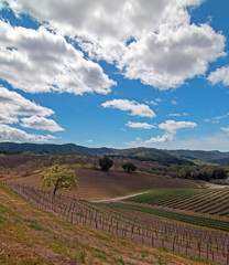Fototapeta na wymiar Paso Robles California Wine Country Vineyards under cumulus springtime clouds