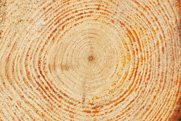 tree trunk cross section with tree rings as background