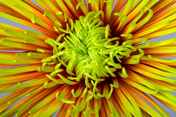 green orange chrysanthemum