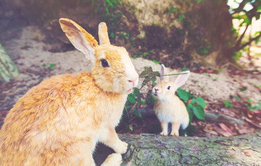 Wild rabbit in a field