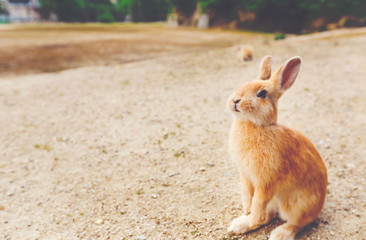 Wild rabbit in a field