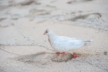 白い鳩