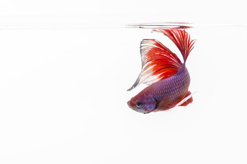 The Siamese fighting fish (Betta splendens), also sometimes colloquially known as the Betta.