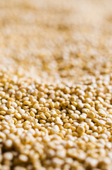 Quinoa dry seeds