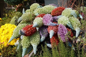 colorful of foxglove flower