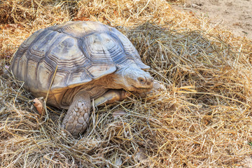 black gaint tortoise at zoo