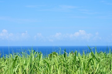 海と空とさとうきび畑