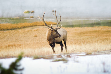 Male Elk in the MIst of Yellowstone
