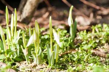 primrose flower snowdrop