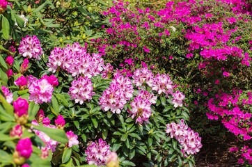 Naklejka premium Rhododendron und Azalee - Rhododendron and azalea plants