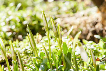 primrose flower snowdrop