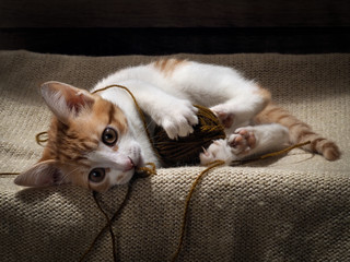 The kitten plays with a ball of yarn. Kitten funny. Cat playing fun