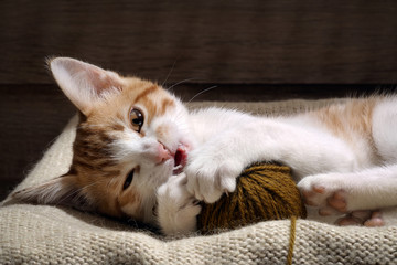 The kitten plays with a ball of yarn. Kitten funny. Cat playing fun