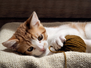 Fototapeta na wymiar The kitten plays with a ball of yarn. Kitten funny. Cat playing fun